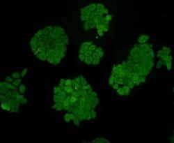 Invitrogen Desmin Monoclonal Antibody (3-F7) 100 &mu;L | Buy Online | Invitrogen&trade; | Fisher Scientific