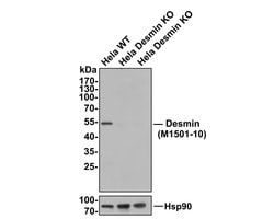 Invitrogen Desmin Monoclonal Antibody (3-F7) 100 &mu;L | Buy Online | Invitrogen&trade; | Fisher Scientific
