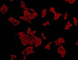 Invitrogen alpha Tubulin Monoclonal Antibody (A8-6) 100 &mu;L; Unconjugated:Antibodies,