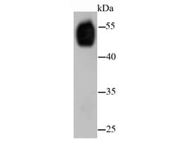 Invitrogen alpha Tubulin Monoclonal Antibody (A8-6) 100 &mu;L; Unconjugated:Antibodies,