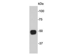 Invitrogen alpha Tubulin Monoclonal Antibody (A8-6) 100 &mu;L; Unconjugated:Antibodies,