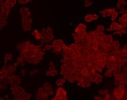 Invitrogen Claudin 7 Monoclonal Antibody (6-G3) 100 &mu;L; Unconjugated:Antibodies,