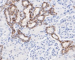 Invitrogen Claudin 7 Monoclonal Antibody (6-G3) 100 &mu;L; Unconjugated:Antibodies,