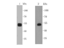 Invitrogen SOX10 Monoclonal Antibody (1-11) 100 &mu;L; Unconjugated:Antibodies,