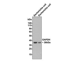 Invitrogen GAPDH Monoclonal Antibody (12D6) 100 &mu;L; Unconjugated:Antikroppar