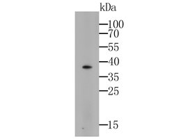 Invitrogen GAPDH Monoclonal Antibody (12D6) 100 &mu;L; Unconjugated:Antikroppar