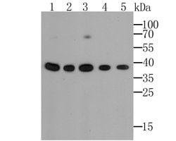 Invitrogen GAPDH Monoclonal Antibody (12D6) 100 &mu;L; Unconjugated:Antikroppar