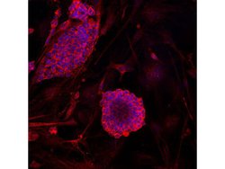 Invitrogen GAPDH Monoclonal Antibody (12D6) 100 &mu;L; Unconjugated:Antikroppar