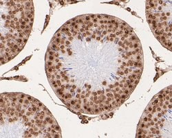 Invitrogen Histone H3 Monoclonal Antibody (A11-D7) 100 &mu;L; Unconjugated:Antibodies,