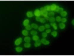 Invitrogen Histone H3 Monoclonal Antibody (A11-D7) 100 &mu;L; Unconjugated:Antibodies,