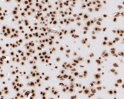 Invitrogen Histone H3 Monoclonal Antibody (A11-D7) 100 &mu;L; Unconjugated:Antibodies,