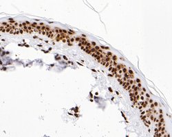 Invitrogen Histone H3 Monoclonal Antibody (A11-D7) 100 &mu;L; Unconjugated:Antibodies,