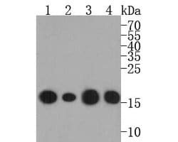 Invitrogen Histone H3 Monoclonal Antibody (A11-D7) 100 &mu;L; Unconjugated:Antibodies,