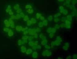 Invitrogen Histone H3 Monoclonal Antibody (A11-D7) 100 &mu;L; Unconjugated:Antibodies,