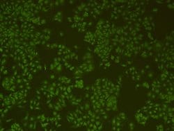Invitrogen HP1 alpha Monoclonal Antibody (B0-1) 100 &mu;L; Unconjugated:Antibodies,