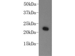 Invitrogen HP1 alpha Monoclonal Antibody (B0-1) 100 &mu;L; Unconjugated:Antibodies,