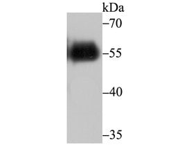 Invitrogen V5 Tag Monoclonal Antibody (A10-D0-A1) 100 &mu;L; Unconjugated:Antibodies,