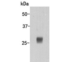 Invitrogen Lambda light chain Monoclonal Antibody (36-59), HRP 100 &mu;L;