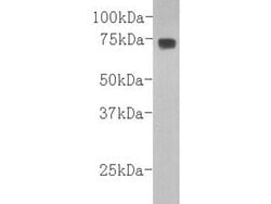 Invitrogen Complement C3b Monoclonal Antibody (11-10) 100 &mu;L; Unconjugated:Antibodies,