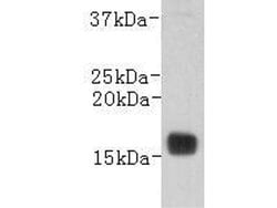 Invitrogen Transthyretin Monoclonal Antibody (3-E11) 100 &mu;L; Unconjugated:Antibodies,