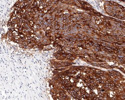 Invitrogen CD47 Recombinant Rabbit Monoclonal Antibody (PD00-33) 100 &mu;L;