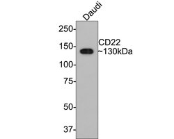 Invitrogen CD22 Recombinant Rabbit Monoclonal Antibody (PO00-31) 100 &mu;L;