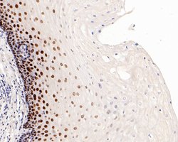 Invitrogen SOX2 Recombinant Rabbit Monoclonal Antibody (PO00-28) 100 &mu;L;