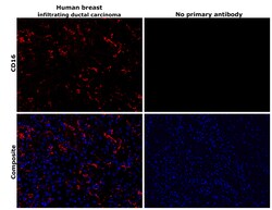 Invitrogen CD16 Recombinant Rabbit Monoclonal Antibody (PD00-12) 100 &mu;L;