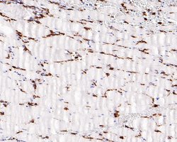 Invitrogen CD16 Recombinant Rabbit Monoclonal Antibody (PD00-12) 100 &mu;L;
