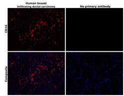 Invitrogen CD16 Recombinant Rabbit Monoclonal Antibody (PD00-12) 100 &mu;L;