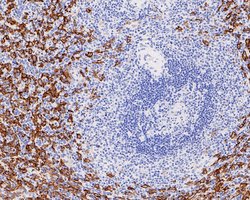 Invitrogen CD16 Recombinant Rabbit Monoclonal Antibody (PD00-12) 100 &mu;L;