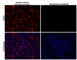 Invitrogen CD16 Recombinant Rabbit Monoclonal Antibody (PD00-12) 100 &mu;L;