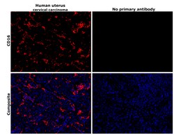 Invitrogen CD16 Recombinant Rabbit Monoclonal Antibody (PD00-12) 100 &mu;L;