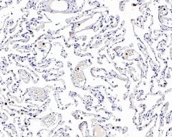 Invitrogen Myeloperoxidase Recombinant Rabbit Monoclonal Antibody (PD00-20)