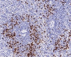 Invitrogen Myeloperoxidase Recombinant Rabbit Monoclonal Antibody (PD00-20)