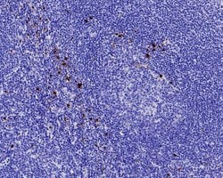 Invitrogen Myeloperoxidase Recombinant Rabbit Monoclonal Antibody (PD00-20)