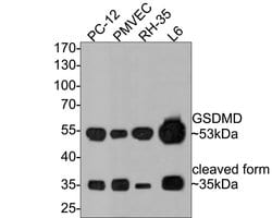 Invitrogen GSDMD Recombinant Rabbit Monoclonal Antibody (PD00-18) 100 &mu;L;