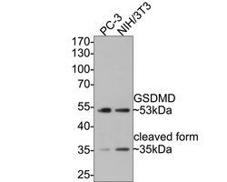 Invitrogen GSDMD Recombinant Rabbit Monoclonal Antibody (PD00-18) 100 &mu;L;