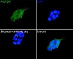 Invitrogen RICTOR Recombinant Rabbit Monoclonal Antibody (1A5) 100 &mu;L;