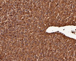 Invitrogen RICTOR Recombinant Rabbit Monoclonal Antibody (1A5) 100 &mu;L;