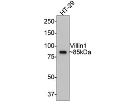 Invitrogen Villin Recombinant Rabbit Monoclonal Antibody (A2) 100 &mu;L | Buy Online | Invitrogen&trade; | Fisher Scientific