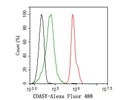 Invitrogen CoA Synthase Recombinant Rabbit Monoclonal Antibody (JE58-56)