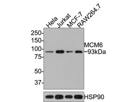 Invitrogen MCM6 Recombinant Rabbit Monoclonal Antibody (JE65-68) 100 &mu;L;