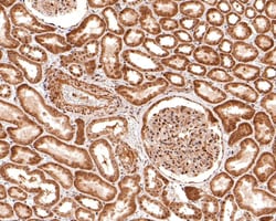 Invitrogen NOLC1 Recombinant Rabbit Monoclonal Antibody (JE65-16) 100 &mu;L;