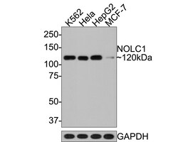 Invitrogen NOLC1 Recombinant Rabbit Monoclonal Antibody (JE65-16) 100 &mu;L;