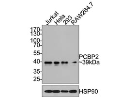 Invitrogen PCBP2 Recombinant Rabbit Monoclonal Antibody (JE65-05) 100 &mu;L;