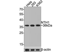 Invitrogen NTHL1 Recombinant Rabbit Monoclonal Antibody (JE65-02) 100 &mu;L;