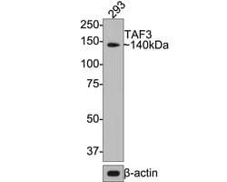 Invitrogen TAF3 Recombinant Rabbit Monoclonal Antibody (JE64-97) 100 &mu;L;