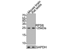 Invitrogen RPS8 Recombinant Rabbit Monoclonal Antibody (JE65-57) 100 &mu;L;
