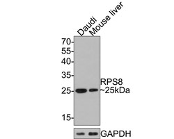 Invitrogen RPS8 Recombinant Rabbit Monoclonal Antibody (JE65-57) 100 &mu;L;